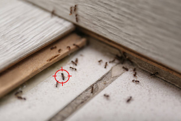 Best Residential Pest Control  in Normandy Park, WA