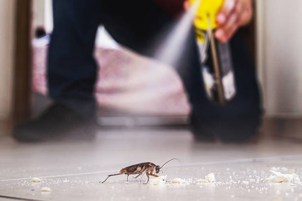 Best Exterminator Services  in Normandy Park, WA