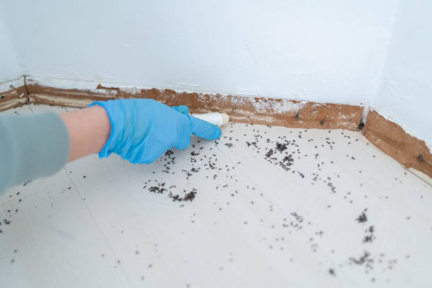 Best Pest Control Near Me  in Normandy Park, WA